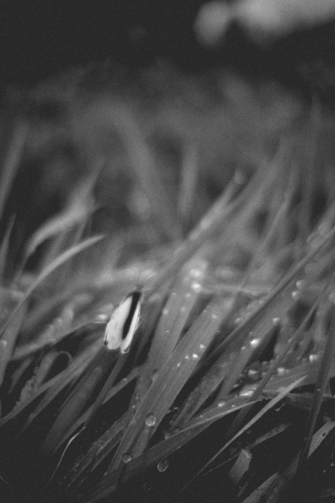 Black and White Image of a Butterfly on Grass